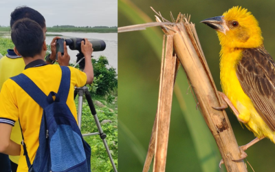 Saving Uttarakhand’s Finn’s Weaver: Anchoring student-led conservation for species at risk