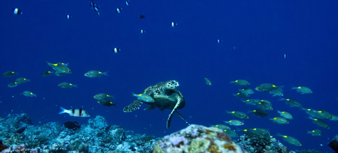 Nature Conservation Foundation